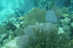 DSCF0375