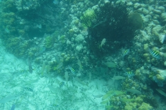 DSCF0383
