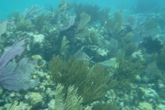 DSCF0394