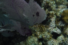 DSCF0403