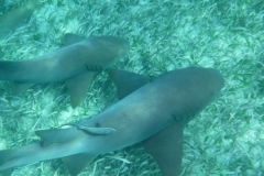 Shark-Ray-Alley1