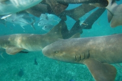 Shark-Ray-Alley10