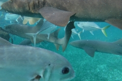 Shark-Ray-Alley11