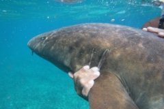 Shark-Ray-Alley12