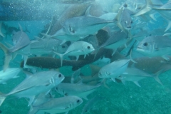 Shark-Ray-Alley13