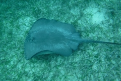 Shark-Ray-Alley14