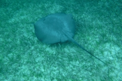 Shark-Ray-Alley15