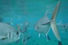 Shark-Ray-Alley16