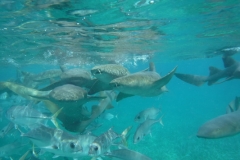 Shark-Ray-Alley2