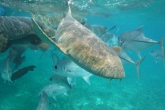 Shark-Ray-Alley3