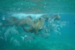 Shark-Ray-Alley4