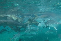 Shark-Ray-Alley5