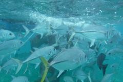 Shark-Ray-Alley6