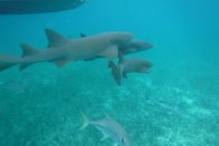 Shark-Ray-Alley7