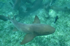 Shark-Ray-Alley8