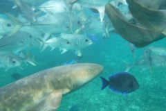 Shark-Ray-Alley9