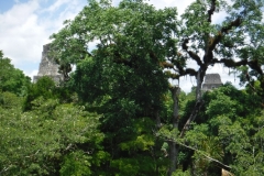 tikal12