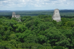 tikal14