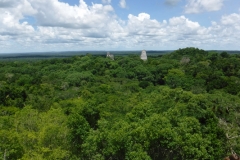 tikal15