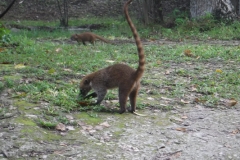 tikal25