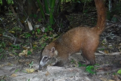 tikal27