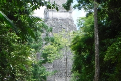tikal4