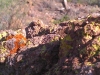 Desert Moss