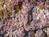 Desert Moss