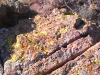 Desert Moss