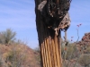 Death in the Desert