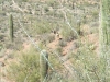 Desert Life